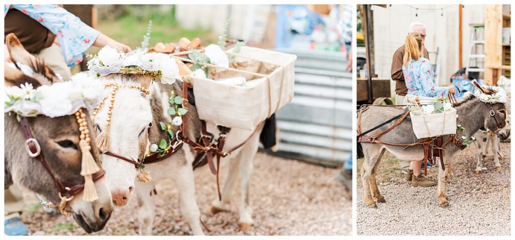 Backyard Monte Vista Wedding Donkeys